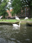 Des cygnes (et des canards), à Bruges.